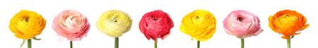 Beautiful ranunculus flowers isolated on white, set