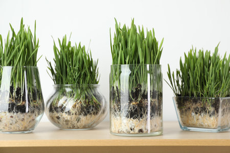 Wheat grass in transparent pots on wooden table near light wall, closeupの写真素材