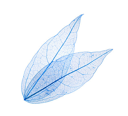 Beautiful skeletonized leaves isolated on white, top viewの写真素材