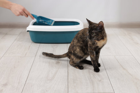 Woman cleaning litter tray and cute calico cat indoors, closeupの写真素材