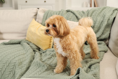 Cute Maltipoo dog on sofa at homeの写真素材