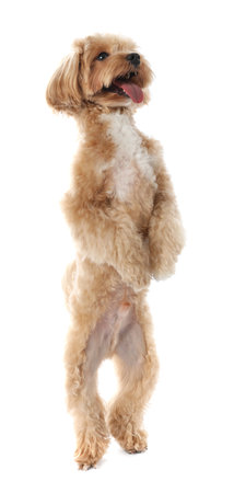 Cute Maltipoo dog on white background. Lovely petの写真素材