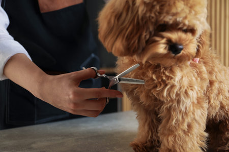 Groomer cutting cute dog's hair in salon, closeup