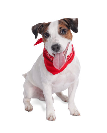 Cute Jack Russell Terrier dog with red bandana sitting on white background