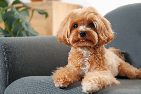 Cute Maltipoo dog on sofa at home
