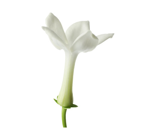 Beautiful aromatic jasmine flower isolated on whiteの写真素材