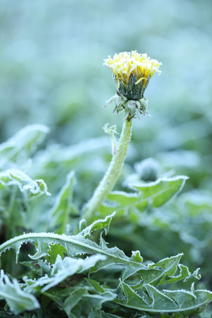 Yellow dandelion covered with frost outdoors, closeupの写真素材