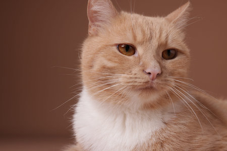 Adorable ginger cat on beige background, closeup