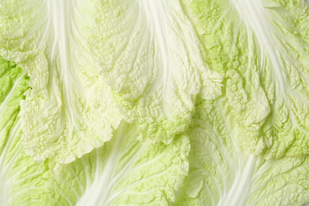 Leaves of fresh Chinese cabbage as background, top viewの写真素材