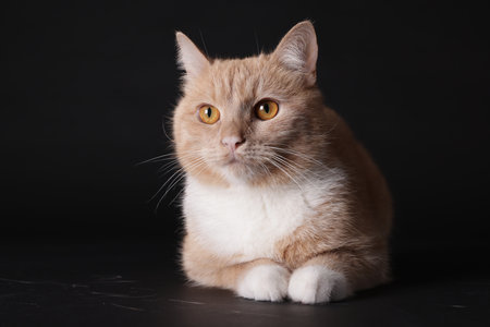 Adorable ginger cat on black background. Cute animalの写真素材
