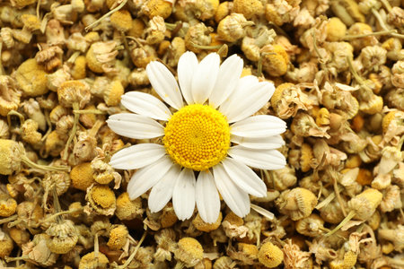 Dry and fresh chamomile flowers as background, top viewの写真素材