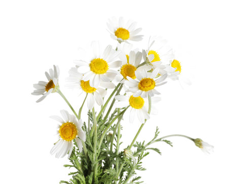 Bouquet of beautiful chamomile flowers on white backgroundの写真素材