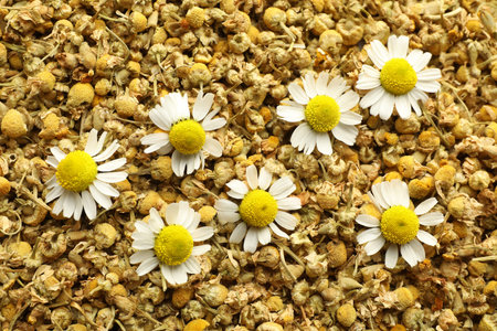 Dry and fresh chamomile flowers as background, top viewの写真素材