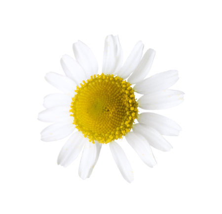 One beautiful chamomile flower bud isolated on whiteの写真素材