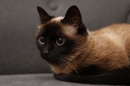 Adorable Thai cat resting on soft sofa, closeupの写真素材