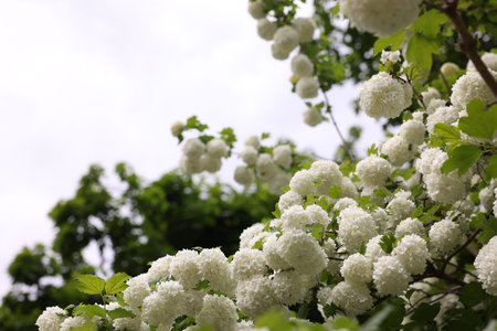 Beautiful Viburnum plicatum plant with white flowers growing outdoors, space for text