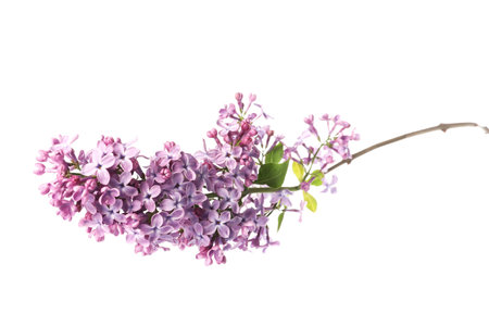 Branch with beautiful lilac flowers and leaves isolated on whiteの写真素材