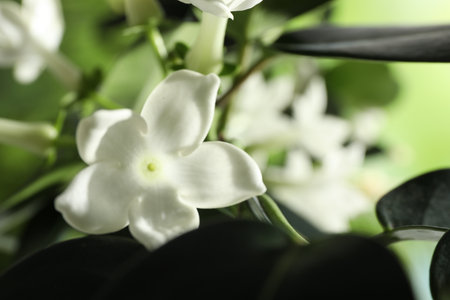 Beautiful jasmine plant with flowers on blurred background, closeupの写真素材