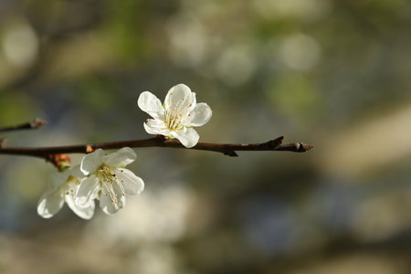 Beautiful blossoming plum tree with white flowers outdoors, closeupの写真素材