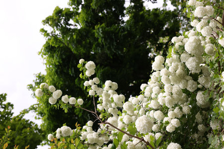 Beautiful Viburnum plicatum plant with white flowers growing outdoors