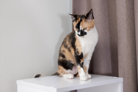 Cute calico kitten on dresser at homeの写真素材