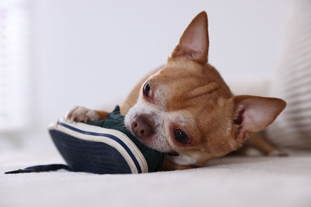 Cute chihuahua dog chewing shoe on sofa indoors, closeupの写真素材