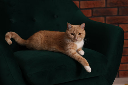 Adorable cat resting on armchair indoors. Cute animalの写真素材