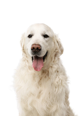 Cute Golden Retriever dog on white background