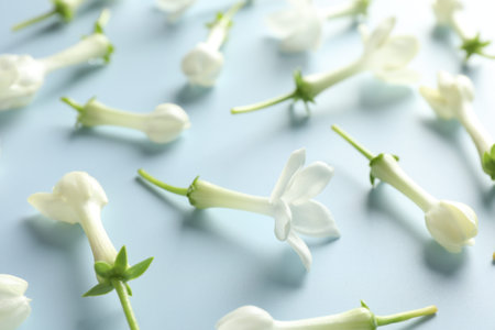 Beautiful jasmine flowers on light blue background, closeupの写真素材