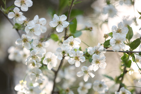 Beautiful blossoming plum tree with white flowers outdoors, closeupの写真素材