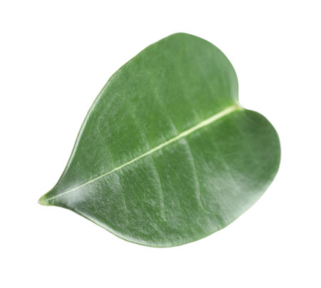 One green jasmine leaf isolated on whiteの写真素材