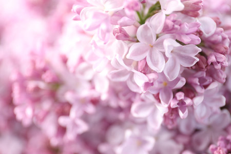 Many beautiful lilac flowers as background, closeupの写真素材