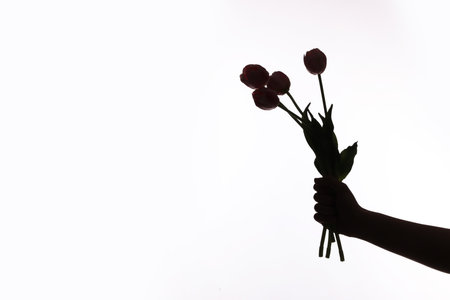 Silhouette of woman with tulips on white background, closeupの写真素材