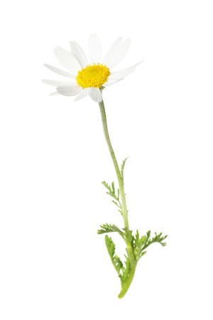 One beautiful chamomile flower on white backgroundの写真素材
