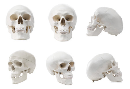 Artificial human skull isolated on white, set. Different sidesの写真素材