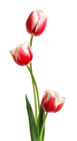Beautiful red tulips isolated on white. Spring flowersの写真素材