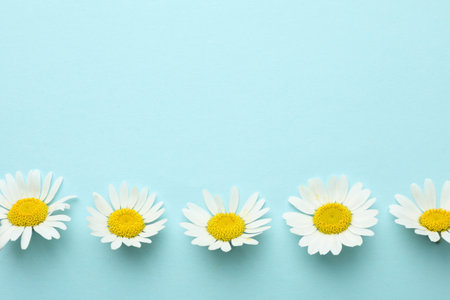 Beautiful chamomile flowers on light blue background, flat lay. Space for textの写真素材