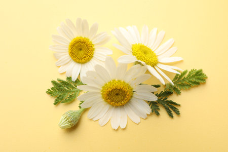 Beautiful chamomile flowers on yellow background, closeupの写真素材