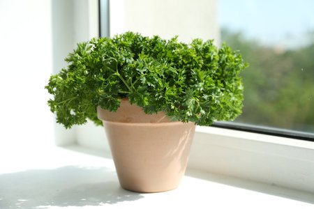 Potted parsley plant on window sill, closeupの写真素材