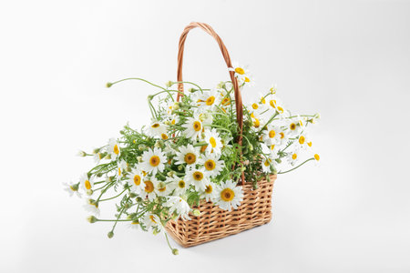Beautiful chamomile flowers in wicker basket on white backgroundの写真素材
