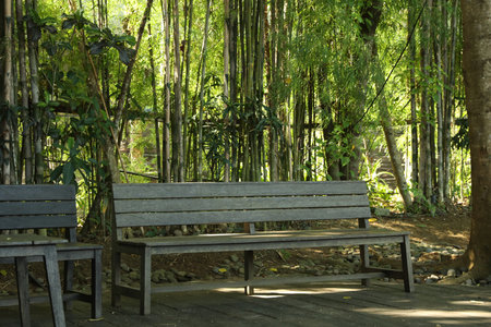 Wooden benches and different trees in parkの写真素材