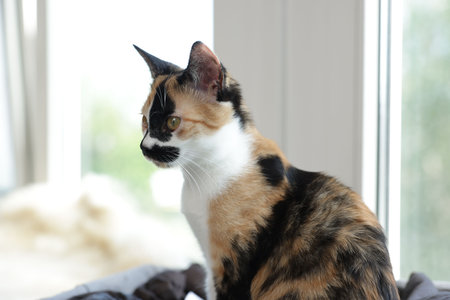 Cute calico kitten on windowsill at home, closeupの写真素材