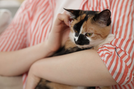Woman with her cute calico kitten of sofa at home, closeupの写真素材