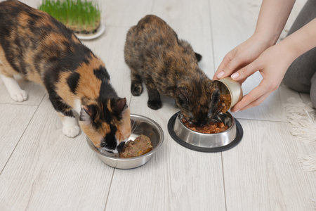 Woman feeding her cute calico kittens at home, closeupの写真素材
