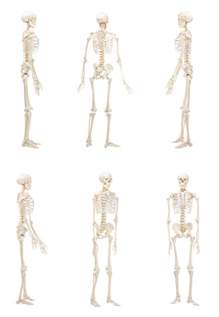 Artificial human skeleton model isolated on white, set. Different sidesの写真素材