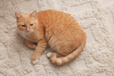 Cute ginger cat lying on floor at home, above viewの写真素材