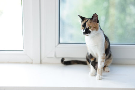 Cute calico kitten on windowsill at home, space for textの写真素材