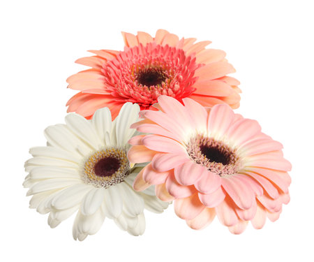 Beautiful colorful gerbera flowers isolated on whiteの写真素材