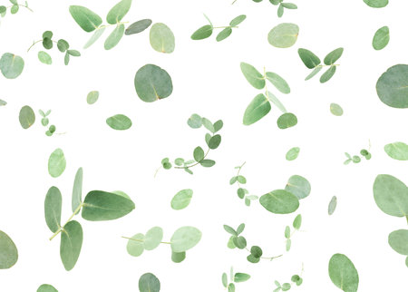 Eucalyptus leaves and branches in air on white background