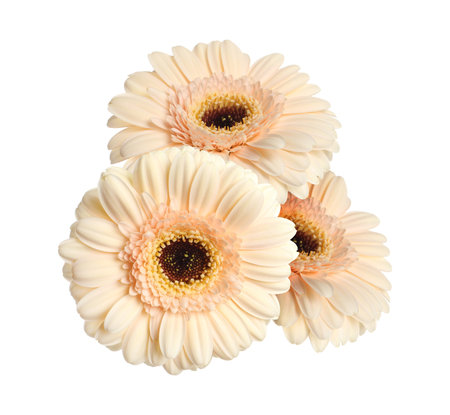 Beautiful beige gerbera flowers isolated on whiteの写真素材